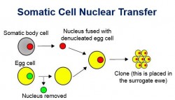 A diagram of SCNT